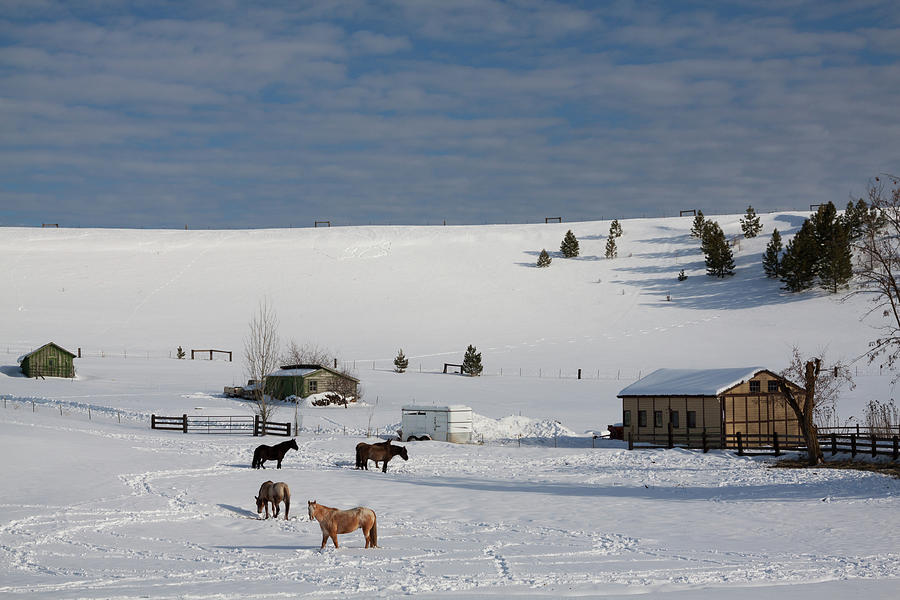 Winter Farm Washington Photograph by Tatiana Travelways Winter Farm Washington Photograph by Tatiana Travelways