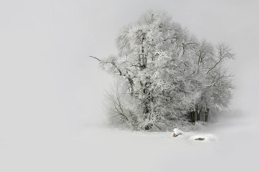Winter Filigran_winter Filigree Photograph by Franz Schumacher
