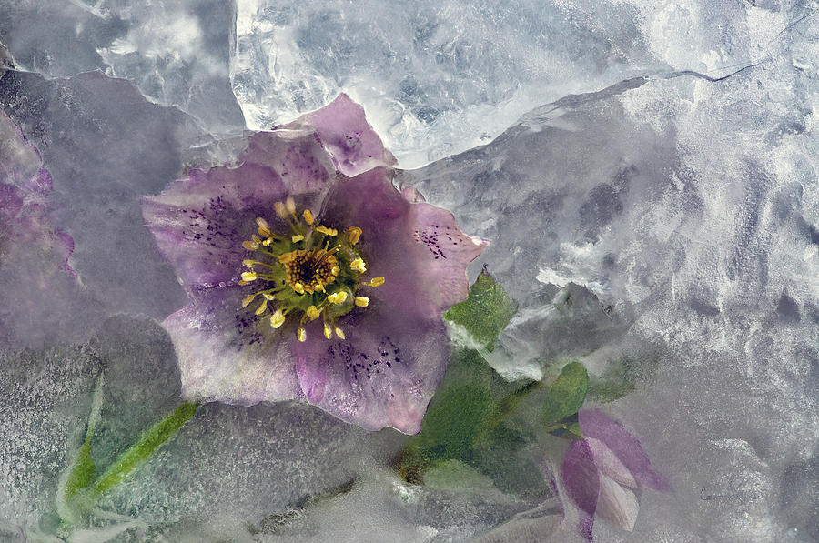 Fantasy Photograph - Winter Flower by Carmen Moise