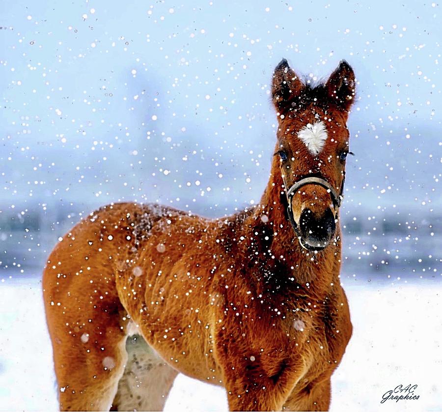 Winter Foal Painting by CAC Graphics
