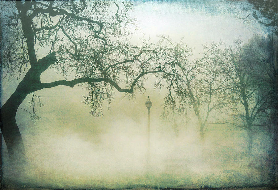 Winter Fog and Trees Digital Art by Terry Davis