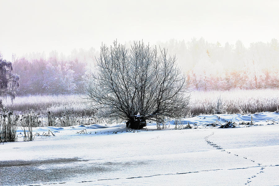 Winter Fog #i2 Photograph by Leif Sohlman