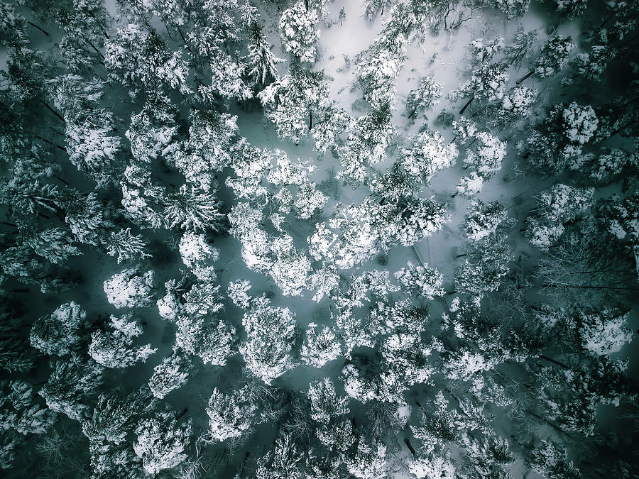 Drone Photograph - Winter Forest - Aerial Photography by Nicklas Gustafsson