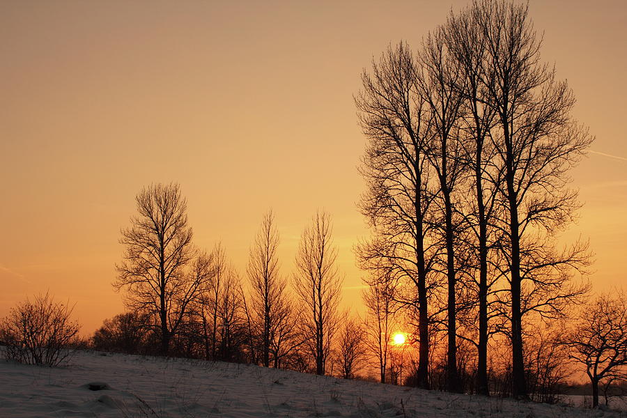 Winter Forest And Sunset Photograph by Pejft