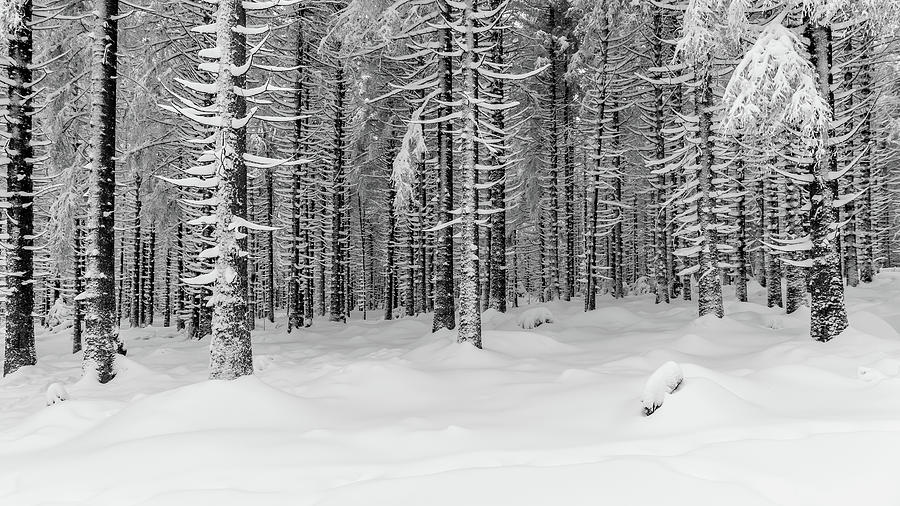 winter forest, Harz Photograph