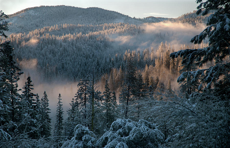 Winter Forest In Yosemite Photograph by Mitch Diamond