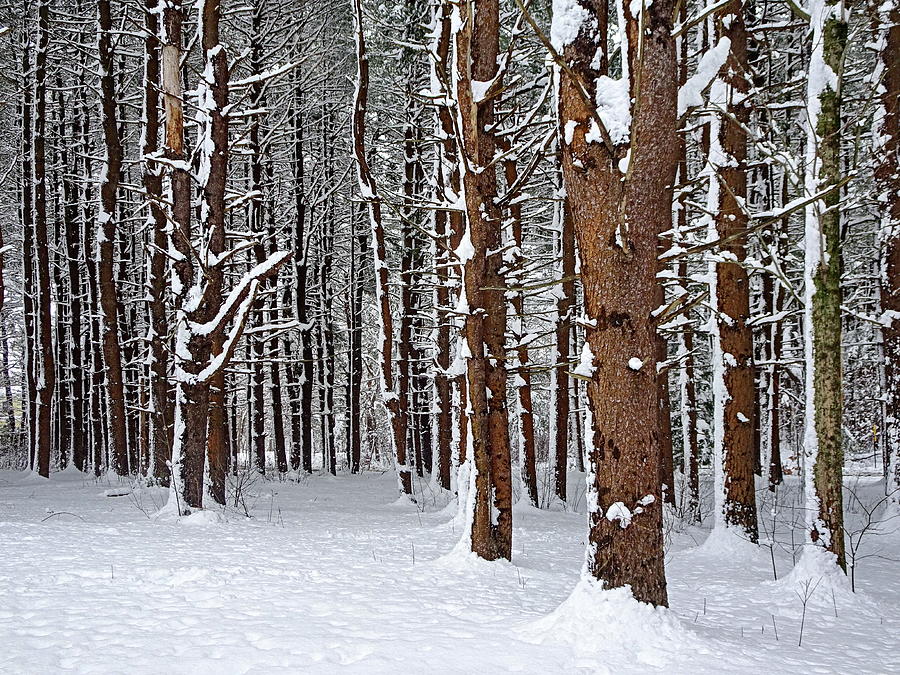 Winter Forest Photograph by Lyuba Filatova