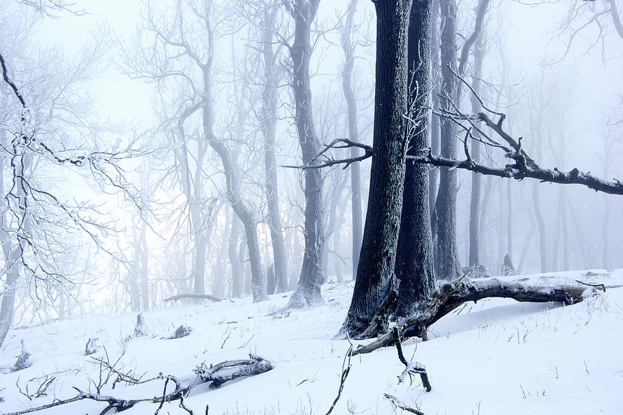 Winter forest by Ren Kuljovska Winter forest by Ren Kuljovska