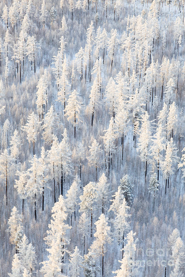 Country Photograph - Winter Forest With Frosty Trees Aerial by Vladimir Melnikov Country Photograph - Winter Forest With Frosty Trees Aerial by Vladimir Melnikov