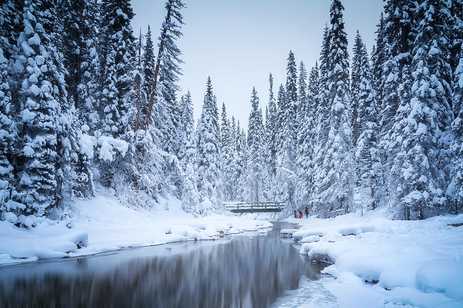 Banff National Park Photograph - Winter Forest by Yongnan Li ?????