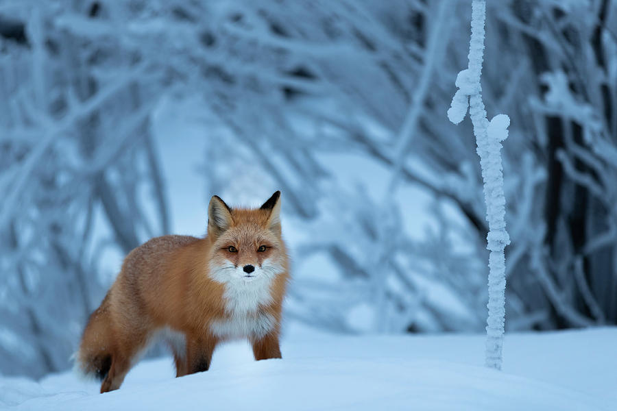 Winter Fox Photograph by Scott Slone