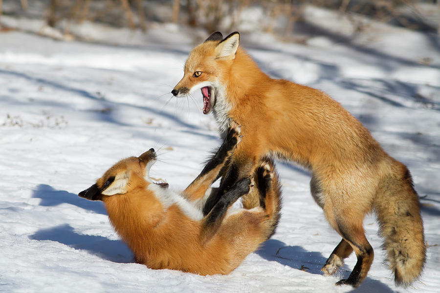 Fox Photograph - Winter Foxes by Mircea Costina