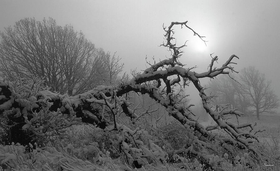 Winter Frost 5 Photograph by Gordon Semmens