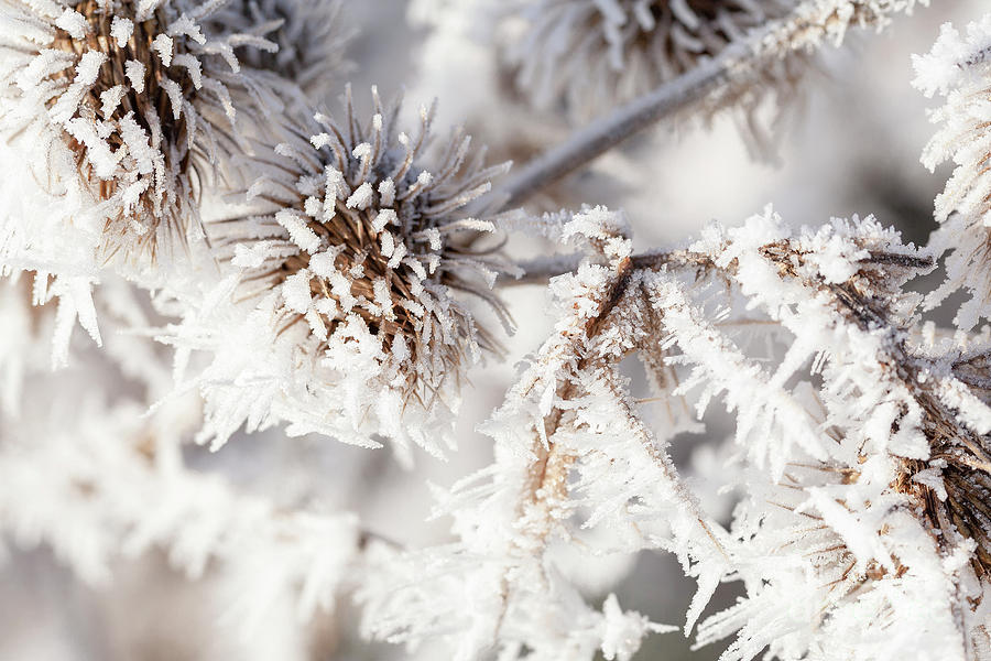 Winter frost on a garden thistle close up Photograph by Simon Bratt