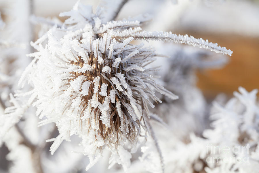 Winter frost on a garden thistle Photograph by Simon Bratt