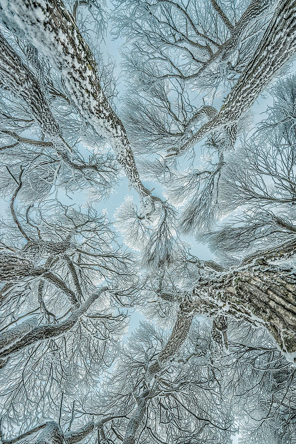 Winter Photograph - Winter Frost by Petri Damstn