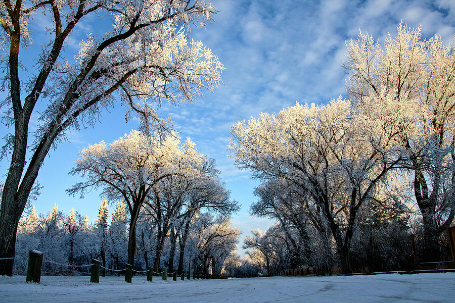 Winter Frost Saskatchewan Photograph by Mark Duffy