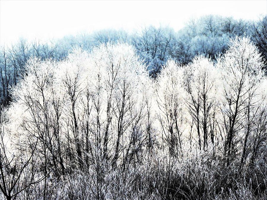 Frosted Winter Morning  Photograph by Lori Frisch
