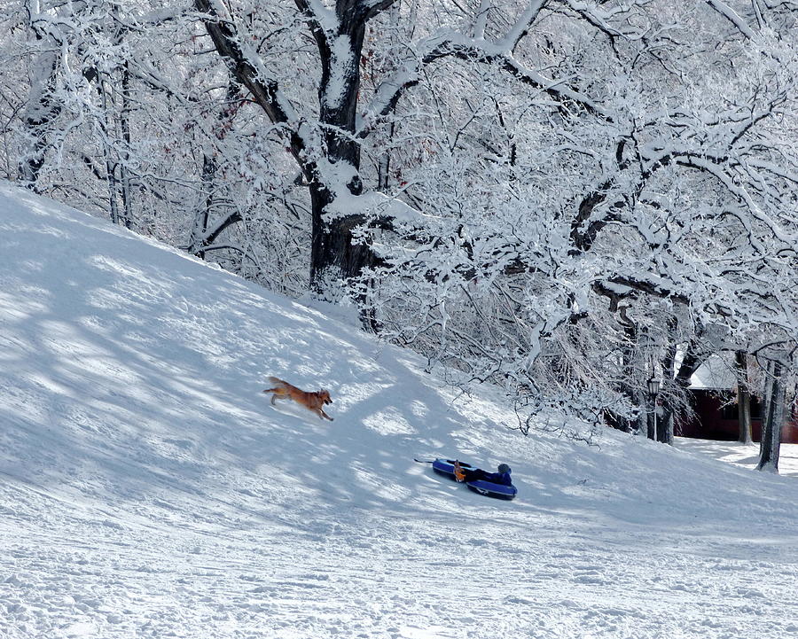 Winter Photograph - Winter Fun for Children and Pets by Lyuba Filatova