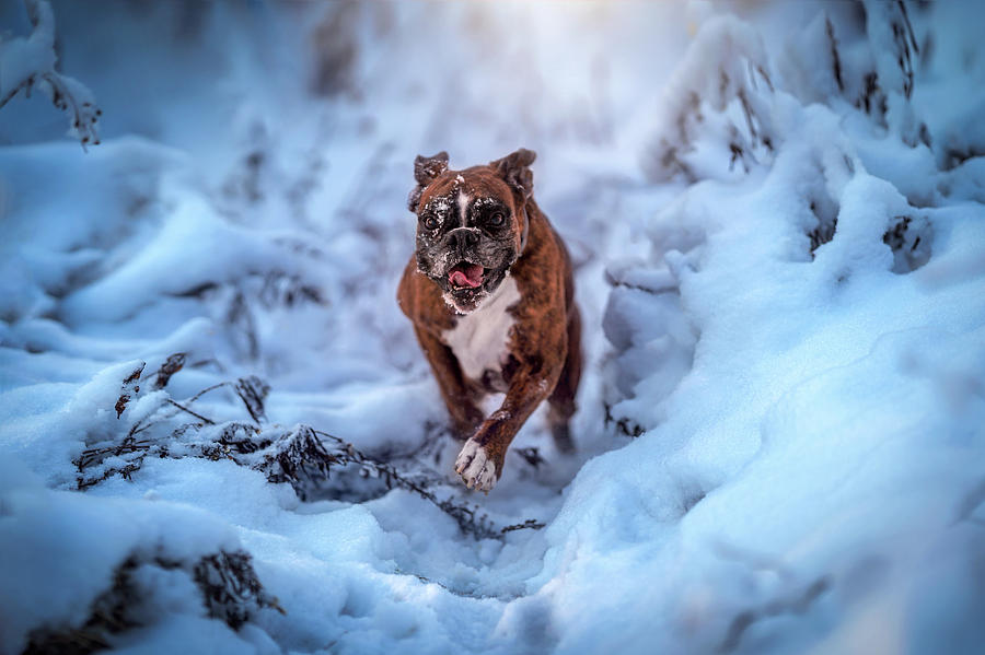 Boxer Dog Having Fun In Winter Wonderland Photograph