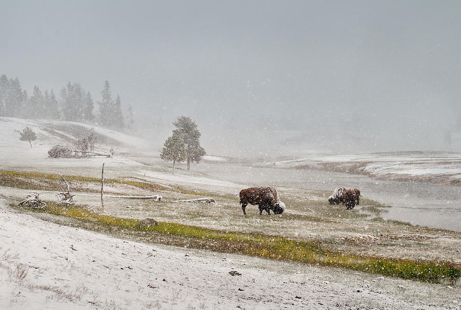 Yellowstone National Park Photograph - Winter Gaze by Shenshen Dou