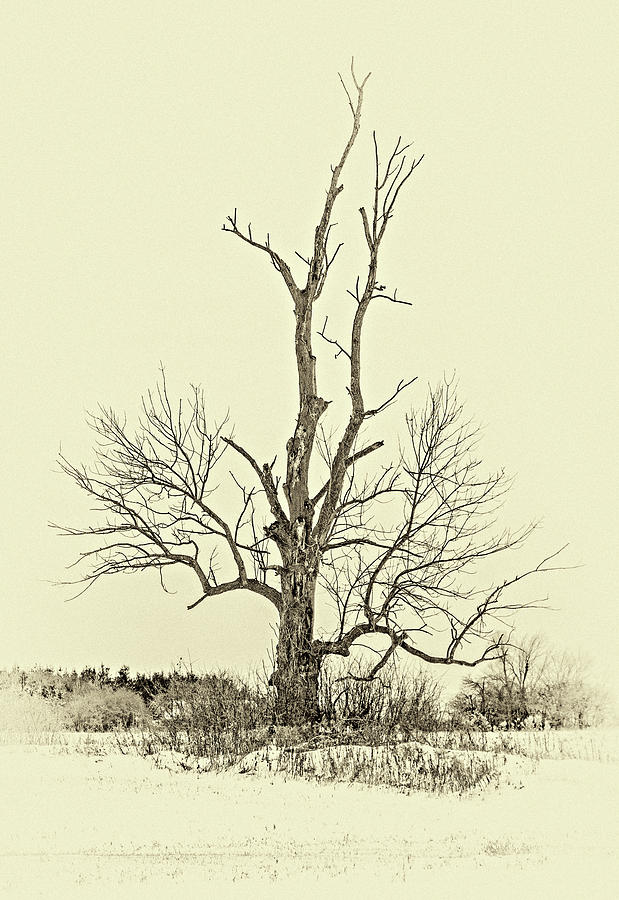 Winter Giant 3 - Sepia Photograph