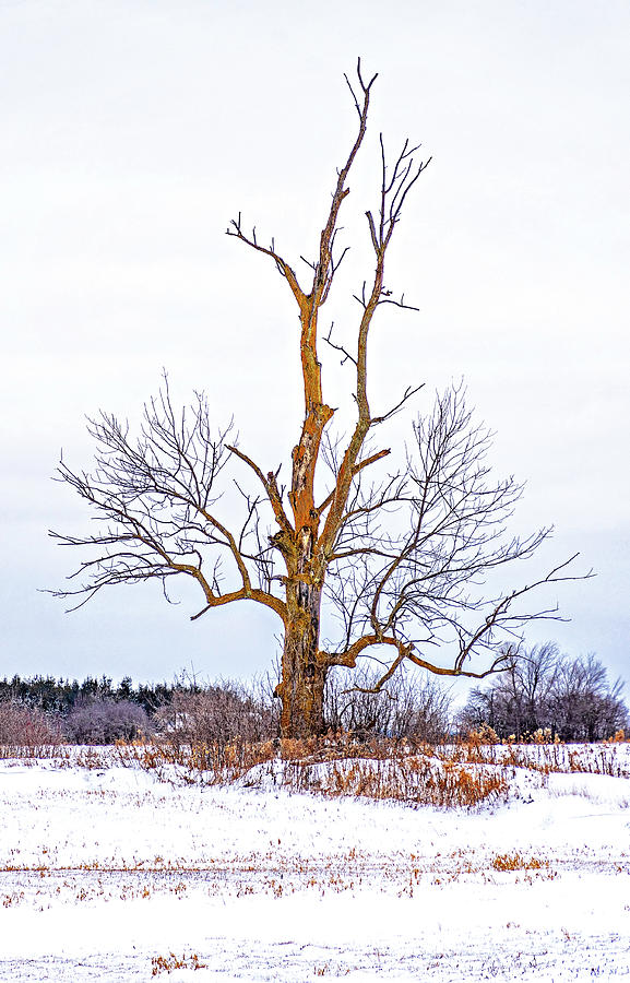 Winter Giant 3 Photograph