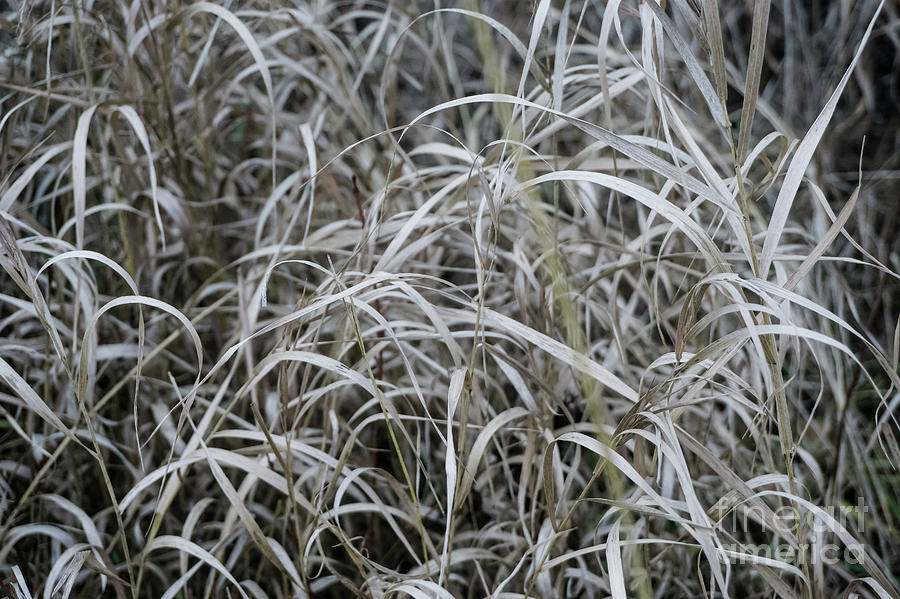 Winter Grasses 1 Photograph by Jill Greenaway