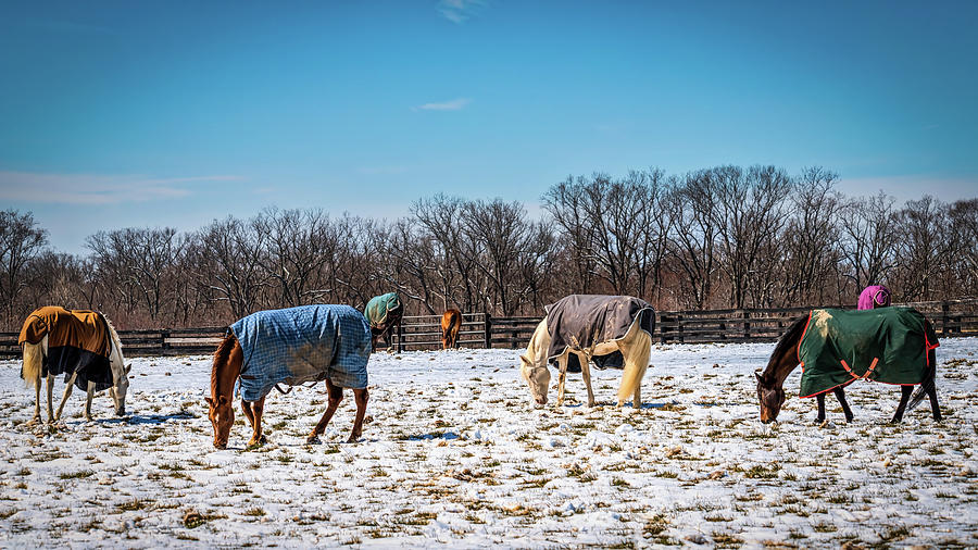 Winter Grazers 2 Photograph by Bill Chizek