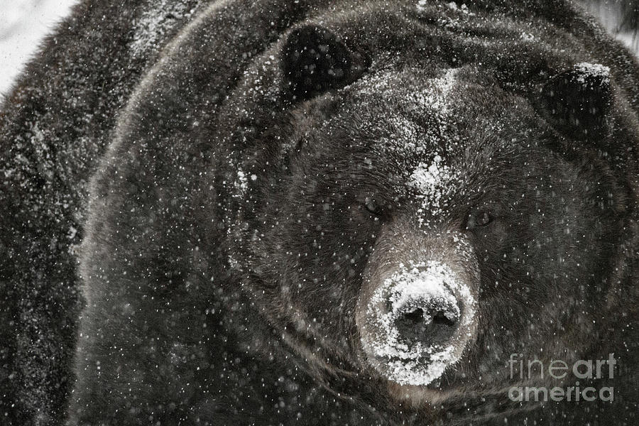 Winter Grizzly by Brad Allen Fine Art Winter Grizzly by Brad Allen Fine Art