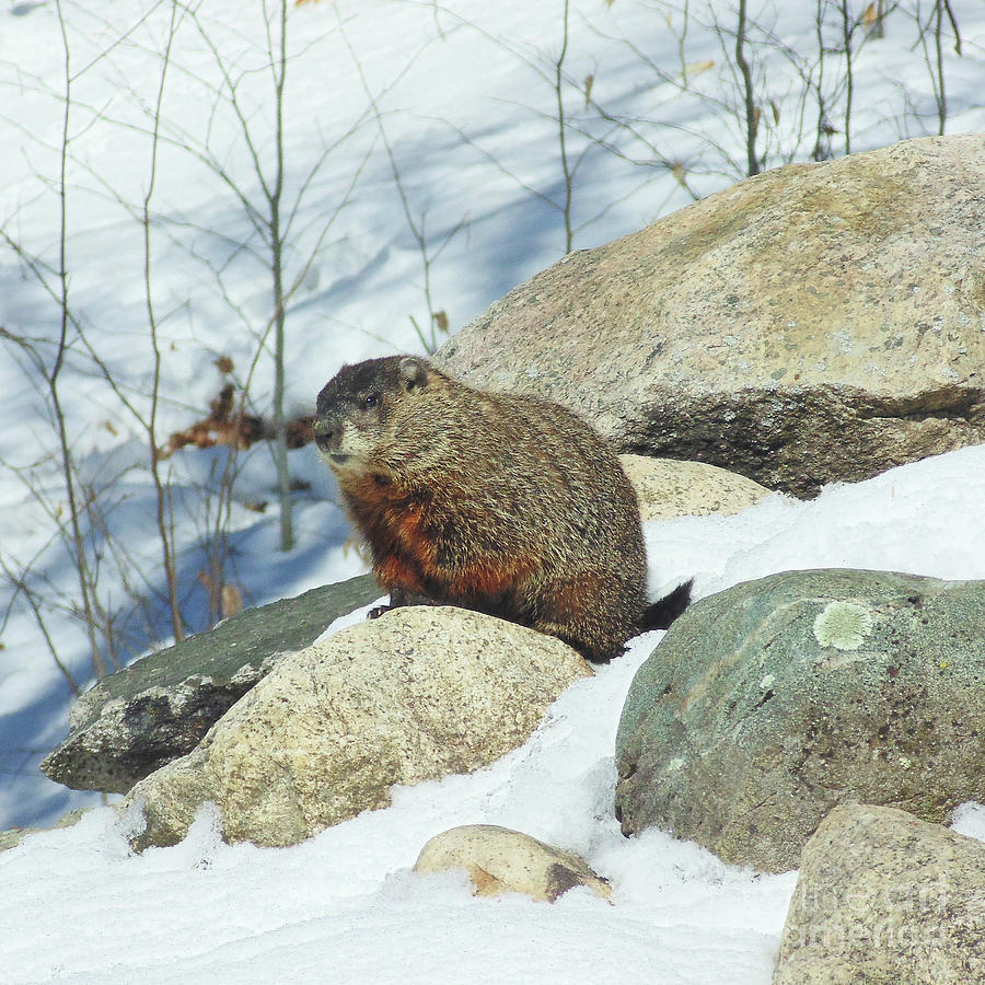 Winter Groundhog Photograph by Amy E Fraser