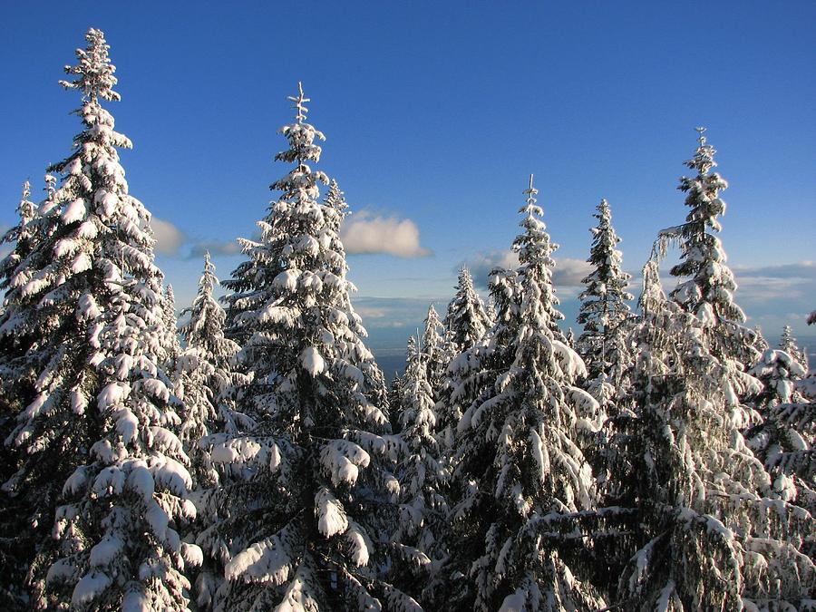 Winter, Grouse Mountain Photograph by Andrea Schaffer