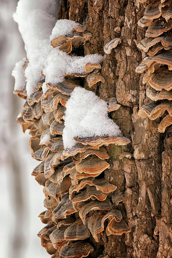 Nature Photograph - Winter Growth by Travis Rogers