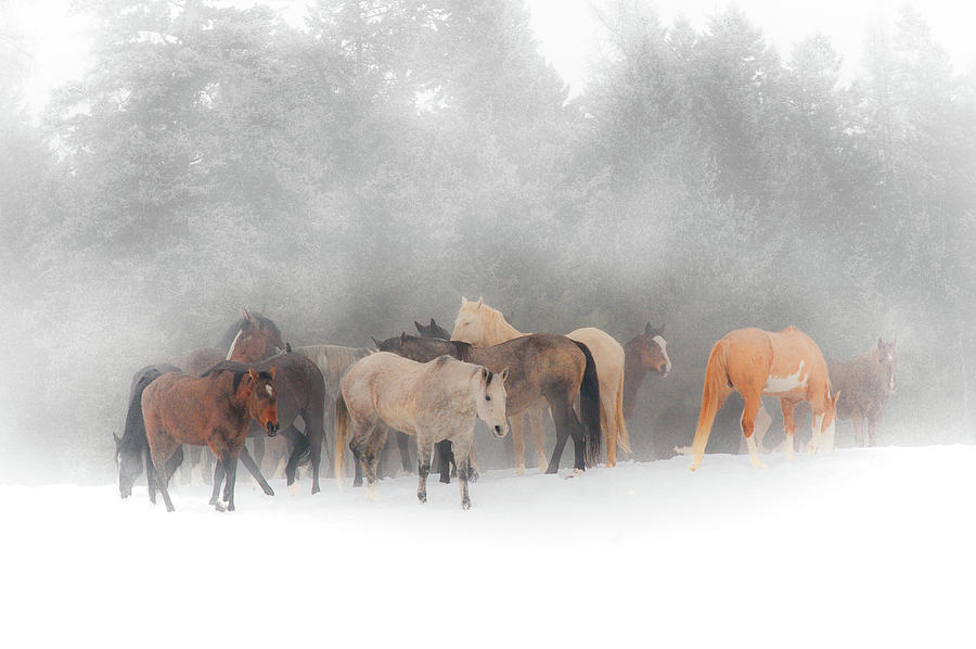 Horse Photograph - Winter Herd by Corinna Stoeffl