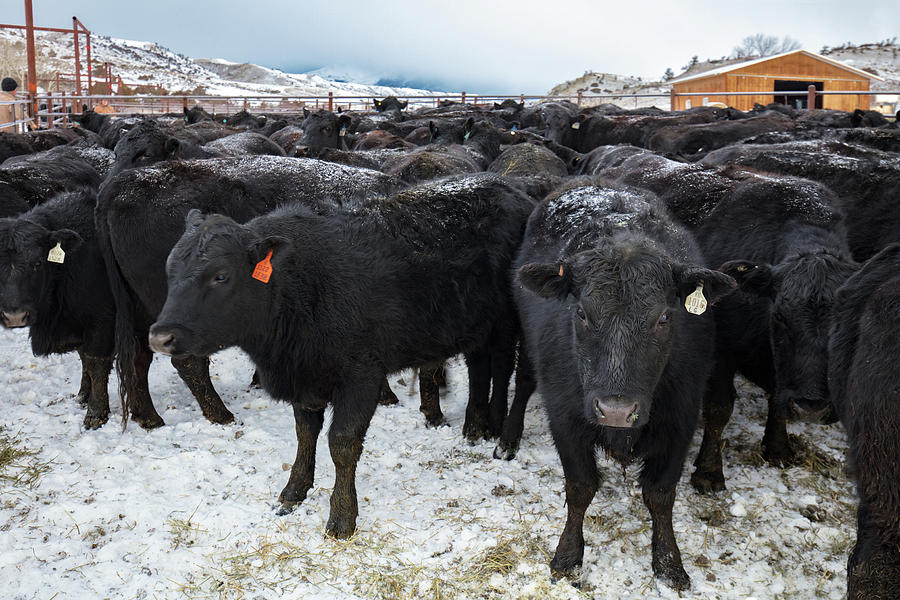 Winter Herd Photograph by Todd Klassy