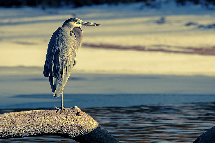Winter Heron Photograph by Mindy Musick King
