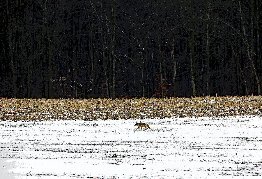 Winter Hunt Photograph by Debbie Oppermann