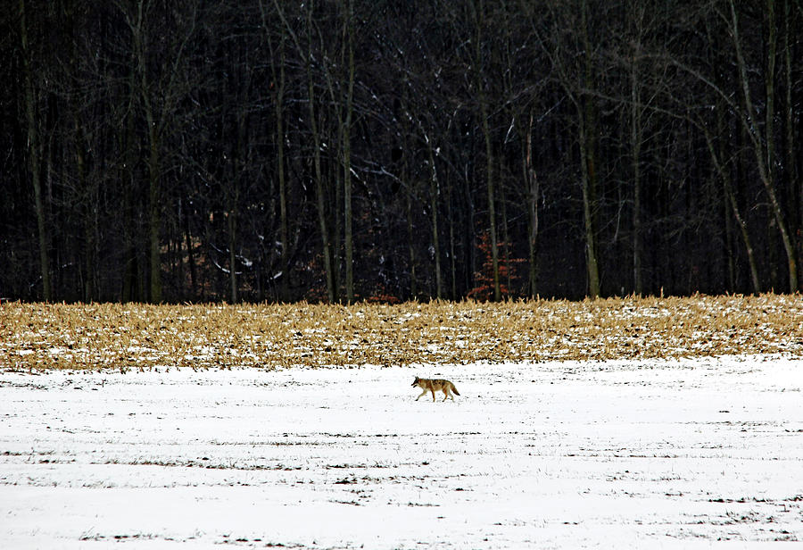 Winter Hunt I Photograph by Debbie Oppermann
