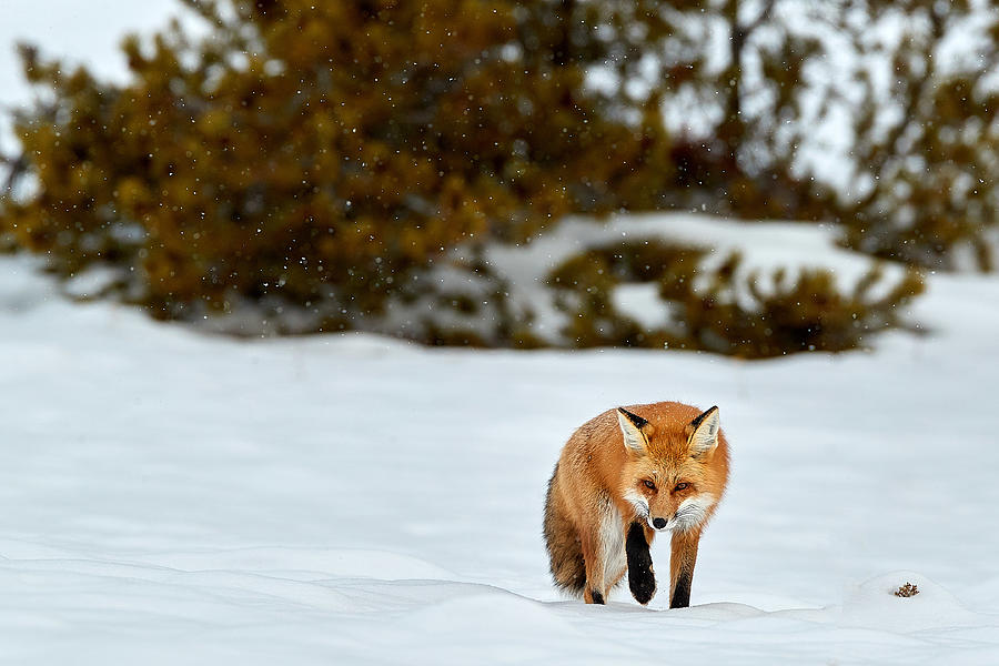 Yellowstone National Park Photograph - Winter Hunt by Peter Hudson
