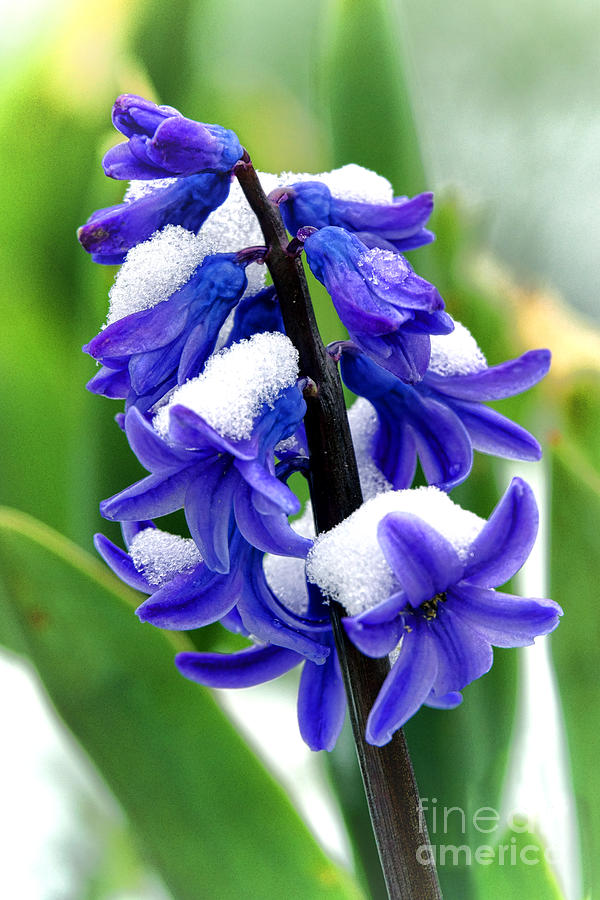 Winter Hyacinth Photograph by Olivier Le Queinec