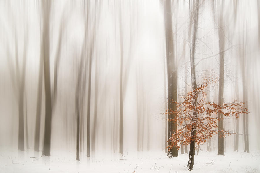 Winter Photograph by Igor Tinak