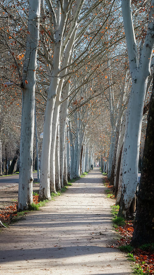 Winter in Aranjuez Spain Photograph by Joan Carroll