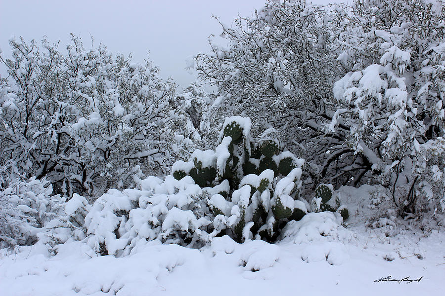 Winter In Arizona No.7 Photograph