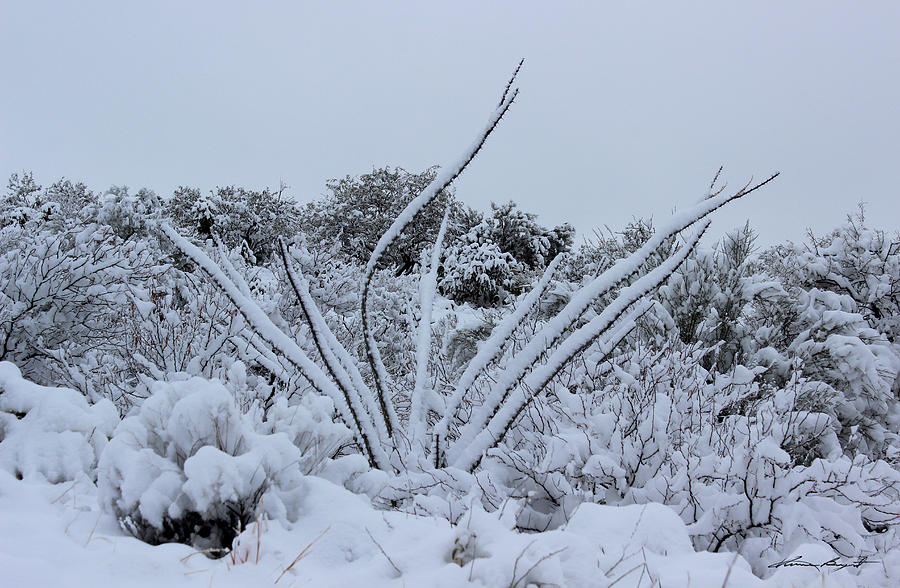 Winter Photograph - Winter in Arizona No.8 by Kume Bryant