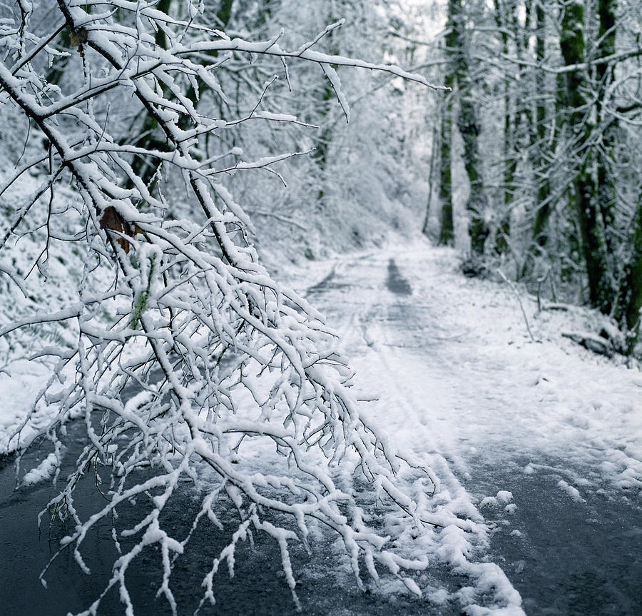 Winter In Forest Photograph by Zeb Andrews
