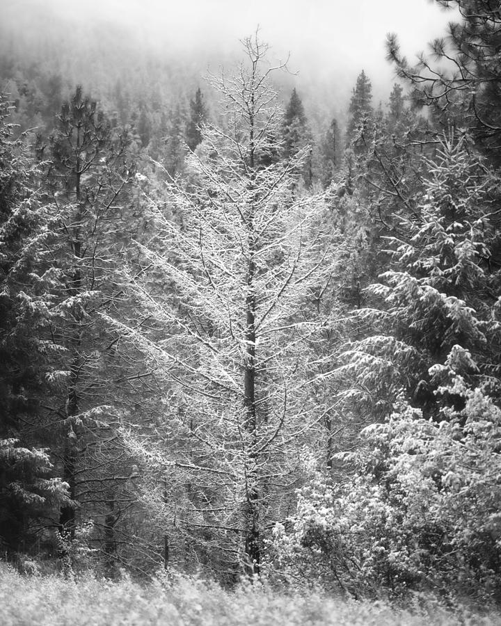 Winter in Montana 1 Photograph by Matt Hammerstein