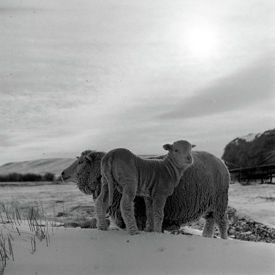 Winter In Montana Photograph by Hansel Mieth