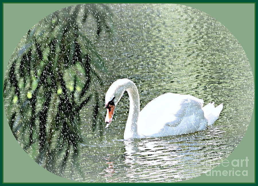 Swan Photograph - Winter In Swan Lake by Diann Fisher