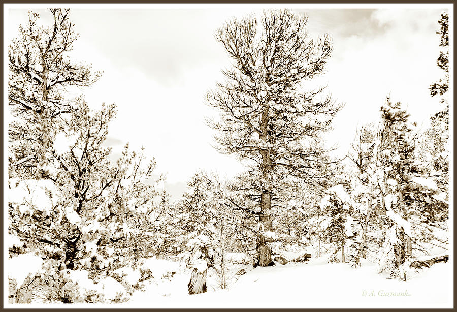 Winter in the Colorado Rockies Photograph by A Macarthur Gurmankin