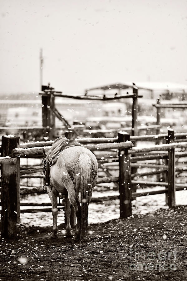 Winter in the Corrals Photograph by Carien Schippers
